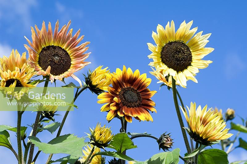 Helianthus 'Pastiche' - Sunflower 
