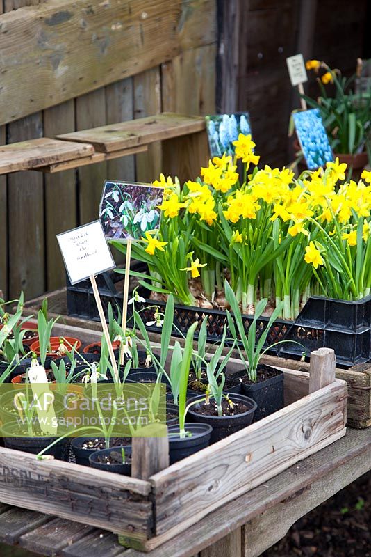 Flowering bulbs including Narcissus and Galanthus for sale at nursery
