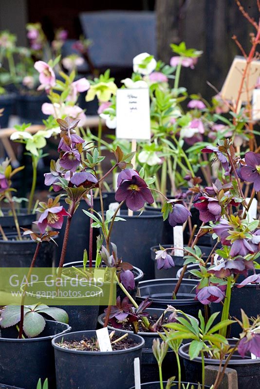 Hellebores for sale at nursery
