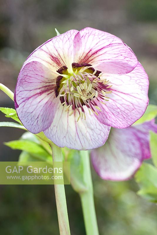 Helleborus 'Picotee'
