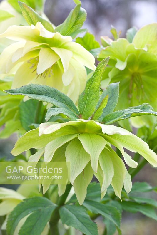 Helleborus orientalis
