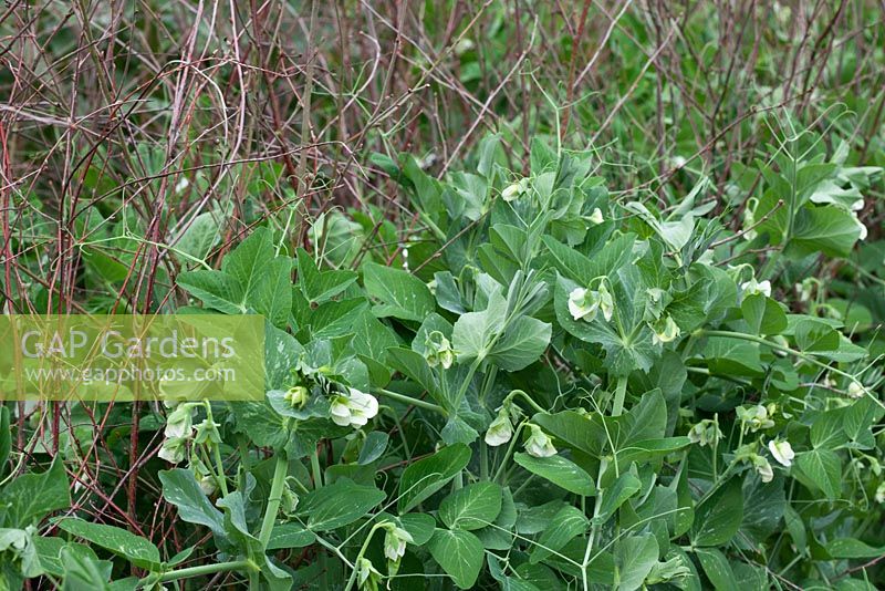 Pisum sativum - Pea 'Kelvedon Wonder' growing up twiggy pea sticks