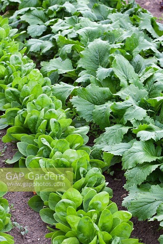 Rows of Spinacia oleracea - Spinach 'Fiorano' and Brassica rapa - Turnip 'Tokyo Cross'