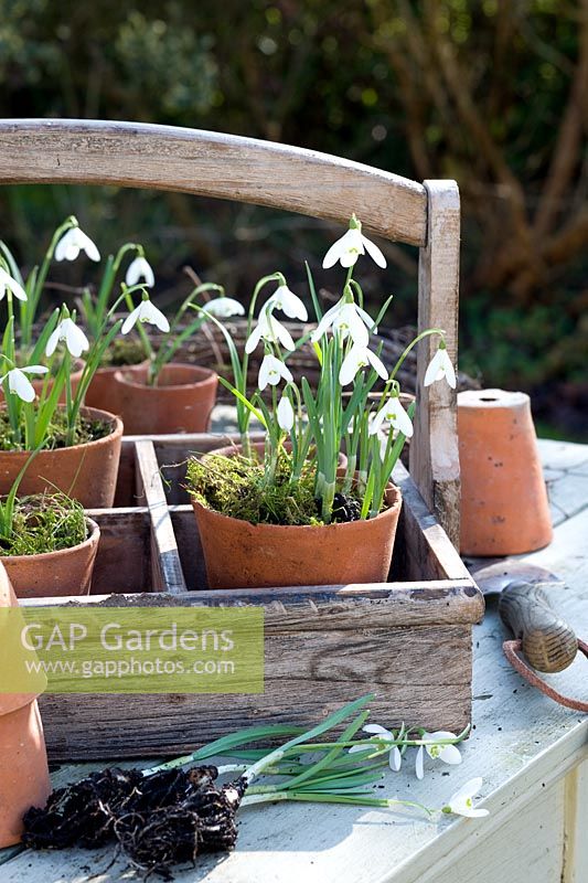 Galanthus nivalis - Snowdrops displayed in small terracotta pots 