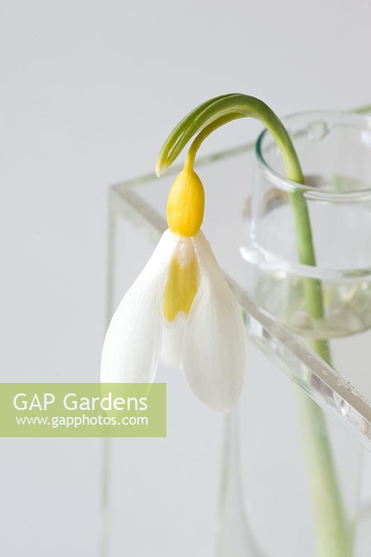 Galanthus 'Wendy's Gold' in test tube 