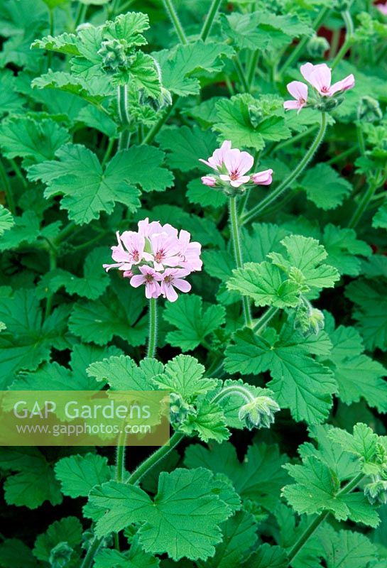 Pelargonium 'Attar of Roses'