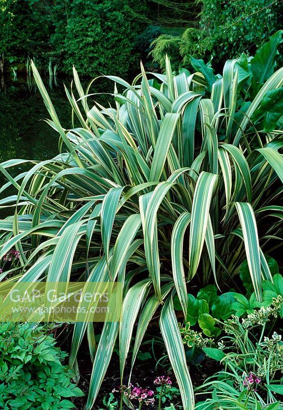 Phormium cookianum 'tricolor'