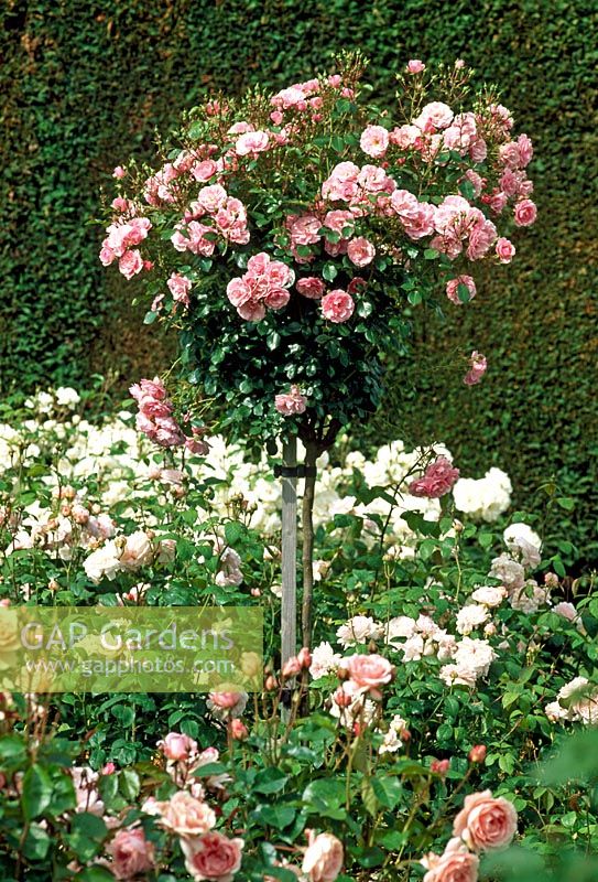 Rosa 'Bonica' trained as a standard