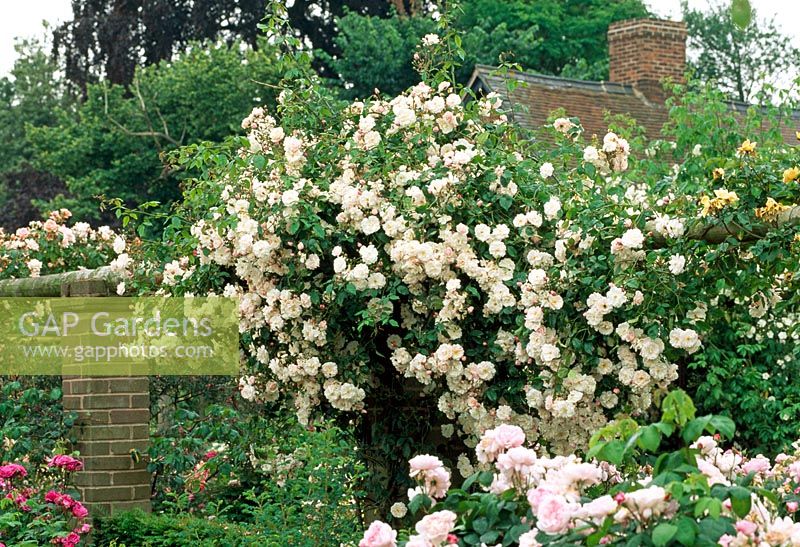 Rosa 'Adelaide D'orleans' on wall of cottage garden
