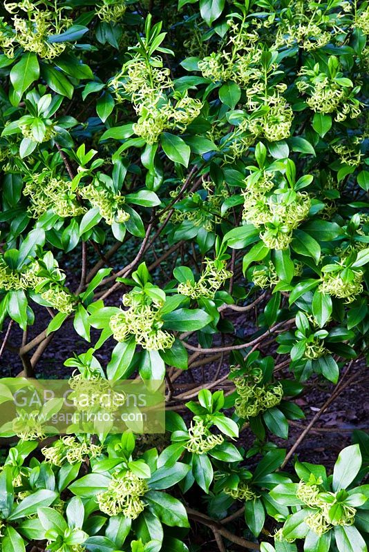 Daphne laureola at Veddw House Garden, Monmouthshire, Wales. May
