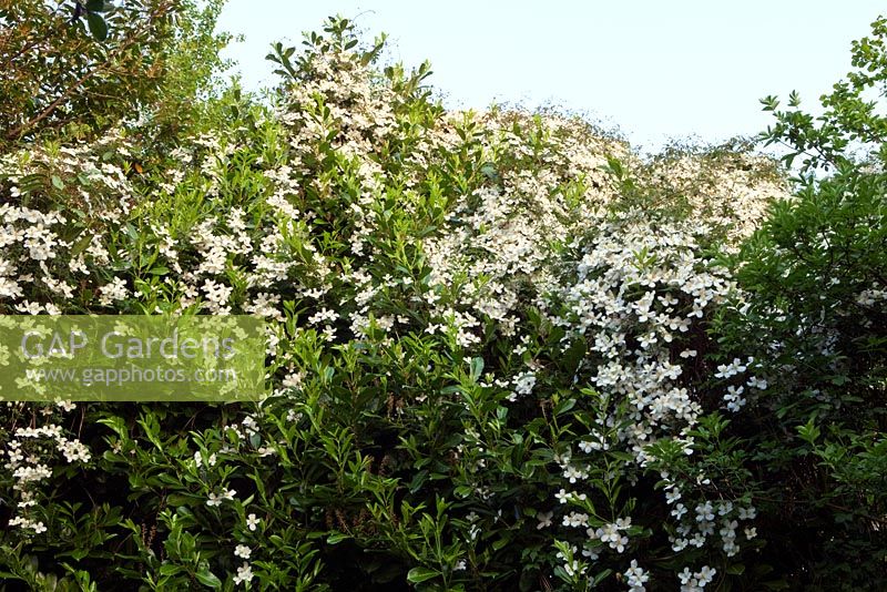 Clematis montana 'Wilsonii' growing over Laurus nobilis - Laurel at Veddw House Garden, Monmouthshire, Wales. May