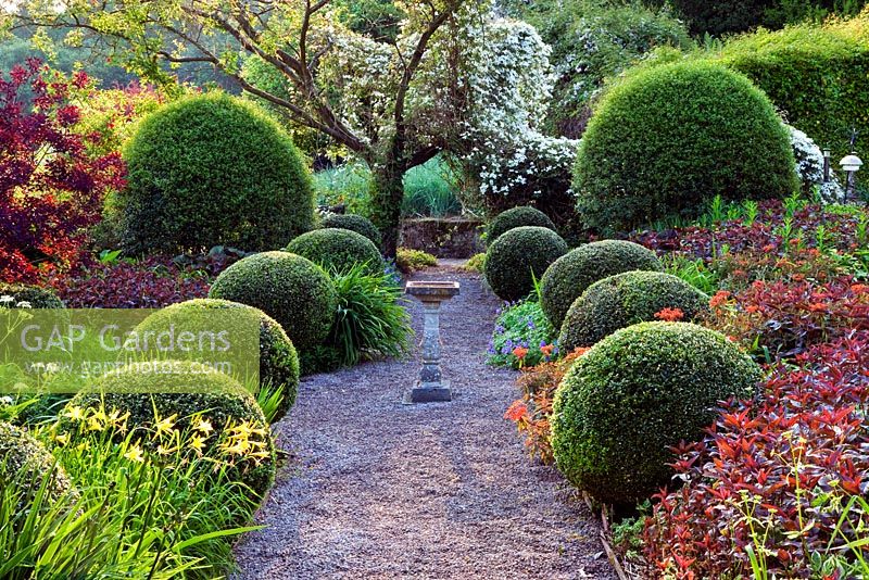 The Front Garden with gravel path and bird bath. Clippped Buxus balls and clipped large mounds of Osmanthus x burkwoodii. Clematis montana growing through Prunus. Veddw House Garden, Monmouthshire, Wales. May