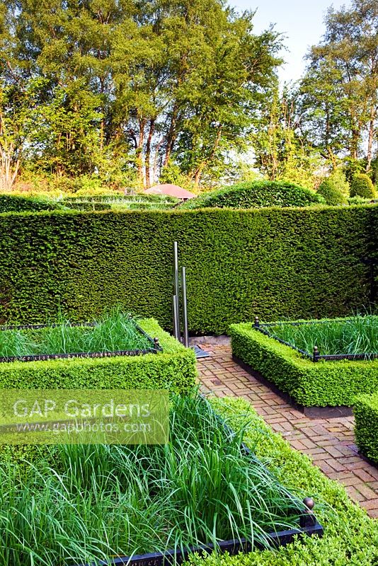 The Cornfiled Garden and the Grasses Parterre. Low clipped Buxus hedge containing beds of Calamagrostis acutiflora 'Overdam'. Stainless steel water feature. Taxus - Yew hedge behind. Veddw House Garden, Monmouthshire, Wales. May