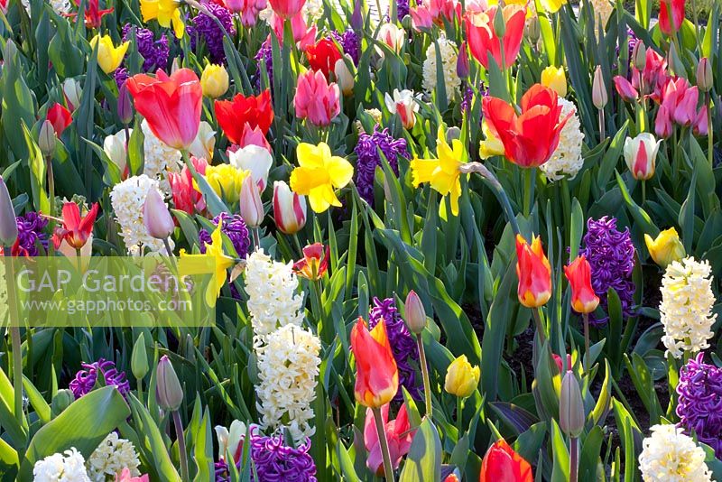 Narcissus 'Arkle', Hyacinthus 'Woodstock', Hyacinthus 'City of Haarlem, Tulipa 'Kaufmanniana', Tulipa 'Scarlet Baby', Tulipa 'Monte Carlo', Tulipa fosteriana 'Poco Loco' and Tulipa fosteriana 'Princeps'