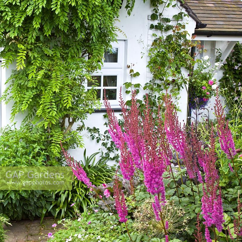 Astilbe 'Purpurlanze' at Grafton Cottage, Barton-under-Needwood, Staffordshire, NGS