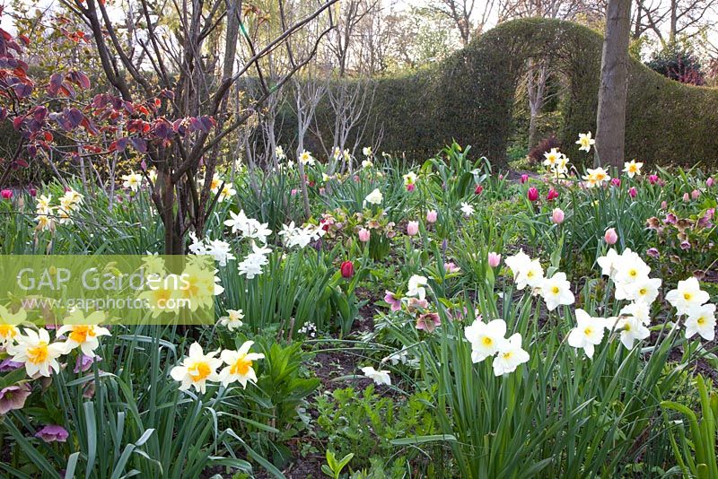 Spring border of Narcissus triandrus 'Thalia', Tulipa 'Jan Reus', Tulipa 'Ronaldo', Tulipa 'Beauty Queen' and Tulipa 'Peach Blossom' 