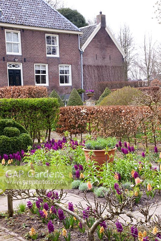 Potager in Spring with Hyacinthus 'Woodstock' and Hyacinthus 'Gipsy Queen' 
