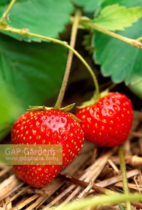 Fragaria x ananassa 'Aromel' - Strawberry