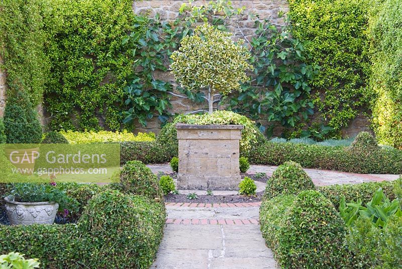 Small formal 'antechamber' to walled garden, built 1999, designed by late Graham Hopewell, planted evergreens including low hedges of Hedera 'Ivalace', clipped Buxus, a clipped standard Ilex - Holly, and wall trained Ficus carica 'Brown Turkey' - Fig and Trachelospermum asiaticum. Beds contain Marjoram and Santolina. Mill House, Netherbury, Dorset, UK