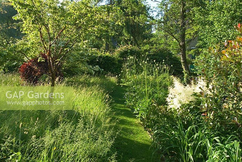 Mown path through meadow area leading to Lonicera - Honeysuckle arch, with Cornus, and Cotinus to the left, Cephalaria gigantea and fluffy aruncus to the right. Mill House, Netherbury, Dorset, UK