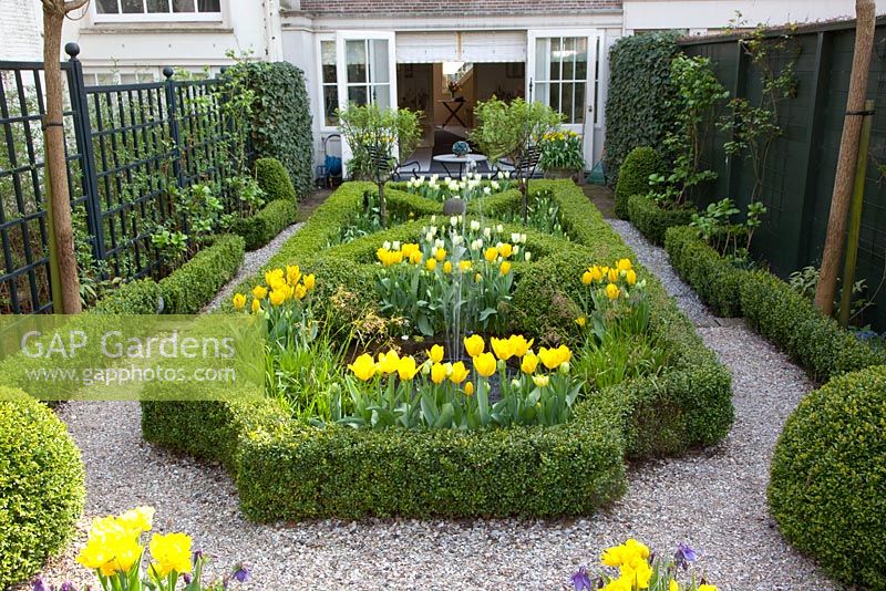 Urban formal garden in Spring with clipped Buxus - Box parterre planted with Tulipa 'Yellow Purissima', Tulipa 'Jan Siemerink', Tulipa 'Ivory Floradale' 