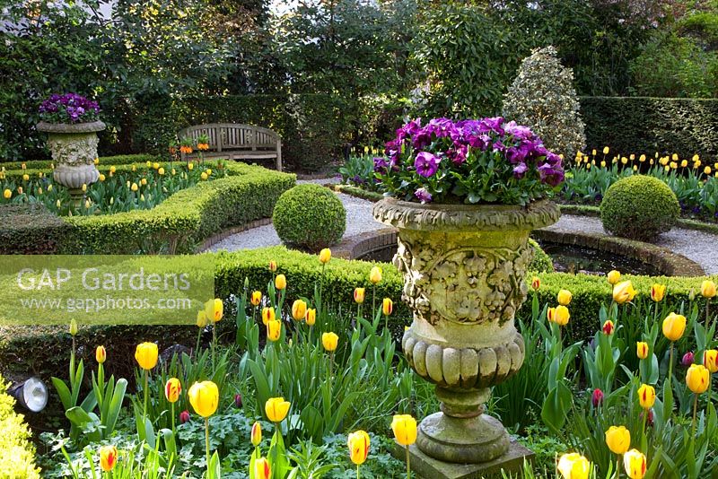 Formal garden with Tulipa 'Washington' and 'Juliette' growing in Buxus - Box parterre and stone urn planted with Viola - Pansies