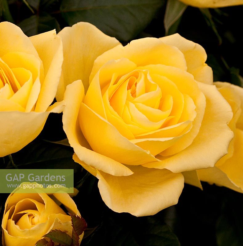 Rosa 'Guys Gold' - RHS Chelsea Flower Show 2010