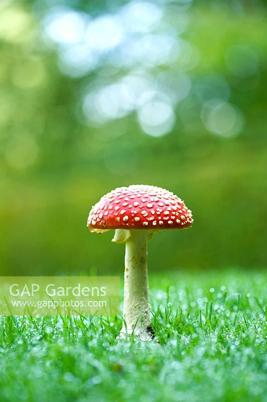 Fly agaric mushroom growing in a lawn 