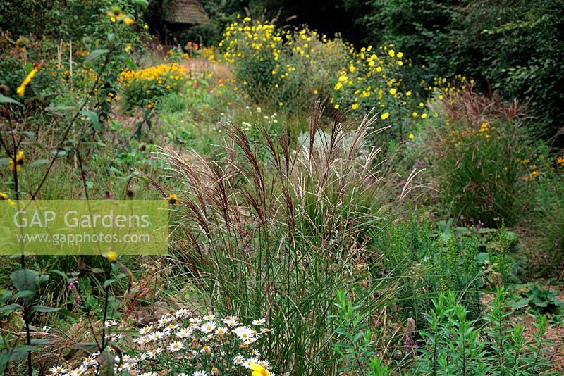 Helianthus microcephalus in Holbrook Garden, Devon