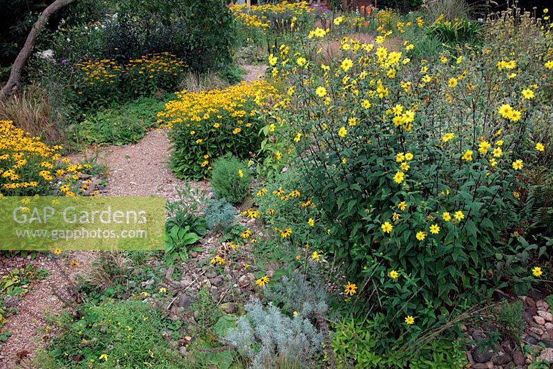 Helianthus microcephalus in Holbrook Garden, Devon