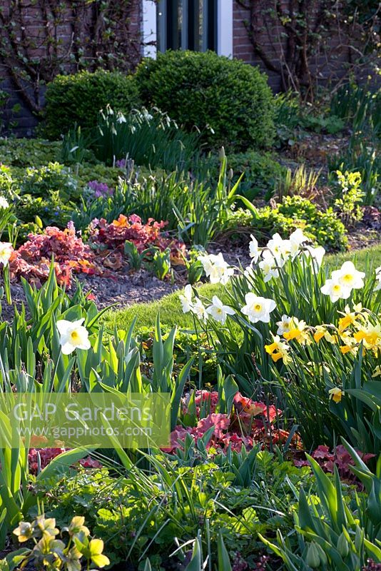Narcissus 'Ice Follies' and Heuchera 'Caramel' in mixed bed