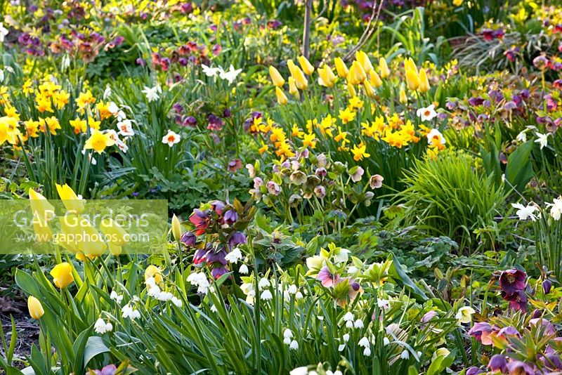 Narcissus, Tulipa, Helleborus orientalis, Leucojum aestivum 'Gravetye Beauty' 