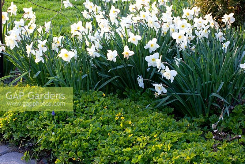 Narcissus 'Ice Follies' and waldsteinia ternata 