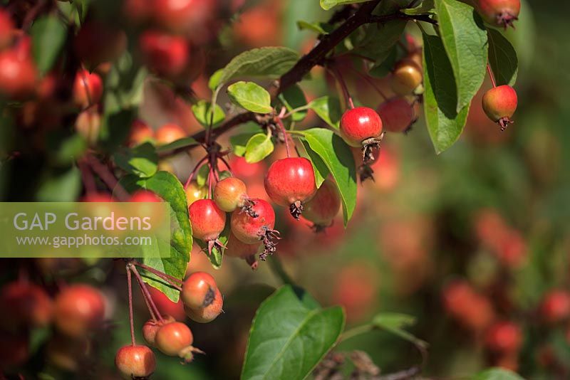 Malus 'Evereste'