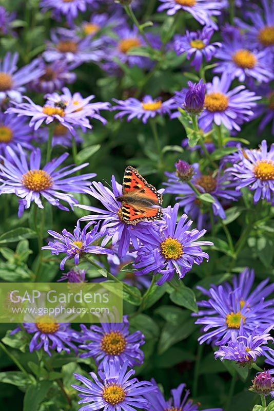Aster x frikartii 'Monch' with small tortoiseshell butterfly 
