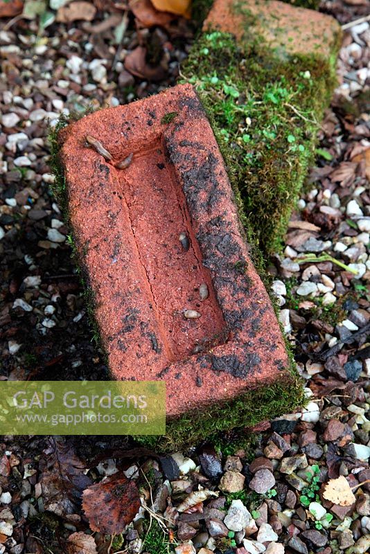 Slug control - Bricks placed frog down will attract slugs which can then be disposed of