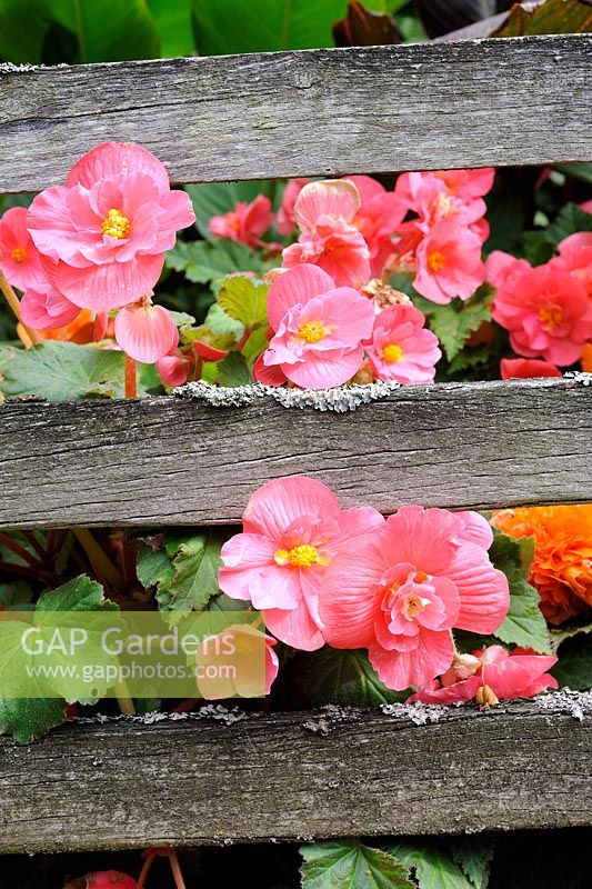 Begonias and growing through garden gate, September