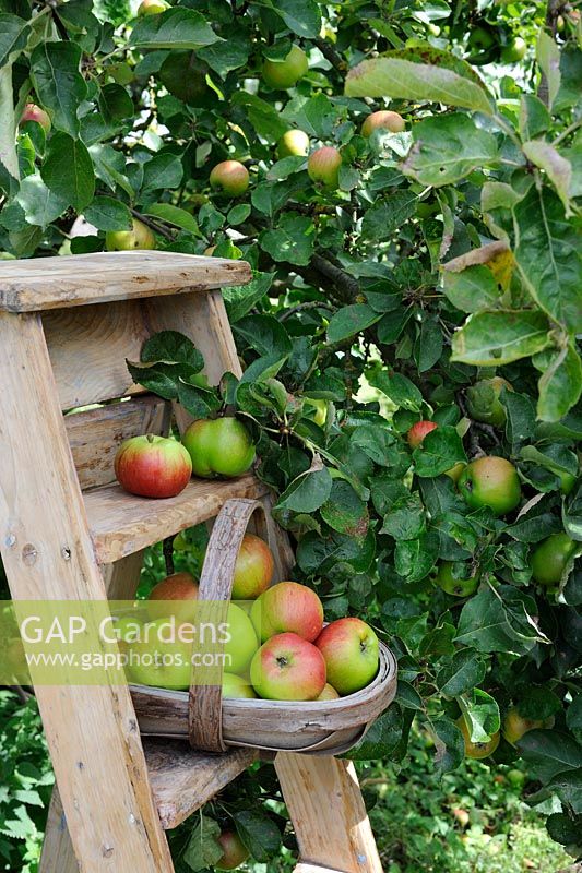 Wooden trug of freshly picked apples on wooden steps near fruit tree, September