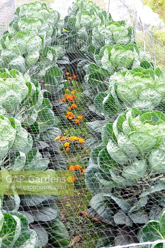 Brussels Sprouts under bird netting, interplanted with dwarf marigolds to deter whitefly, September