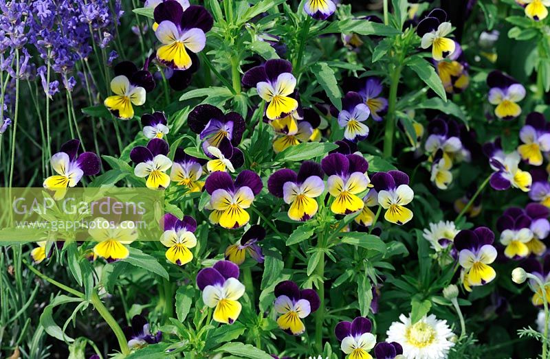 Viola tricolor - Heartsease wild pansy