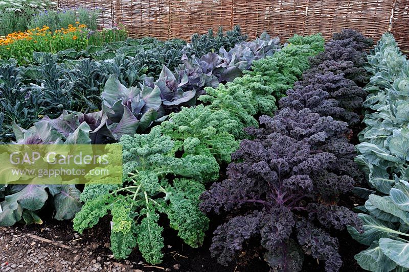 Rows of Kales and Cabbages in a kitchen garden 