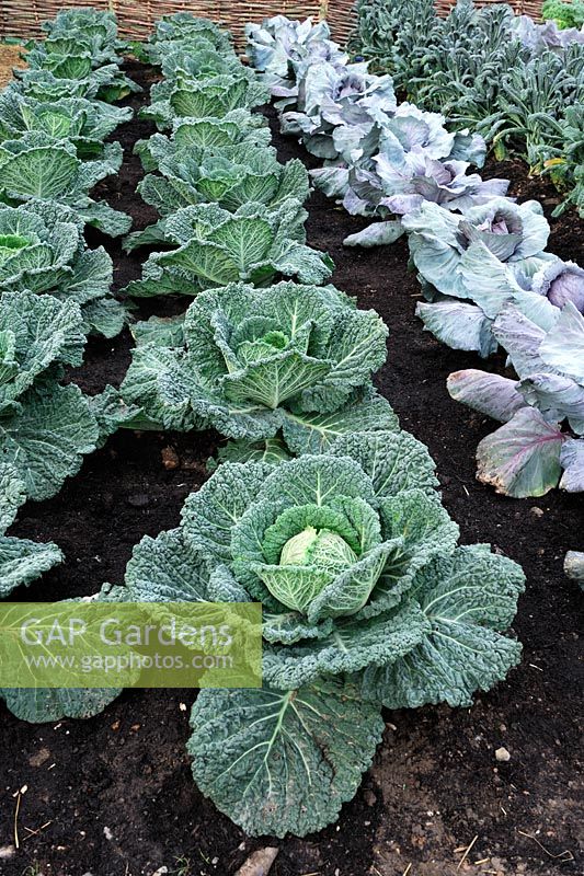 Row of savoy cabbages 'Serpentine' 
