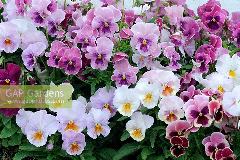 Viola wittrockiana 'Magnum' and 'Lilac, blue and Pink shades'