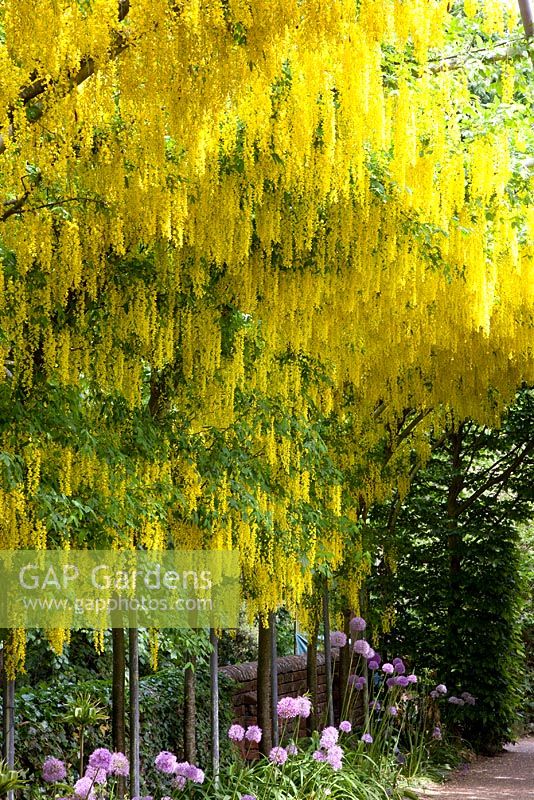 Laburnum 