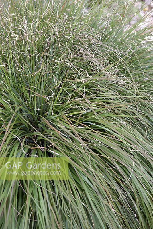 Pennisetum alopecuroides 'Moudry' - Fountain Grass