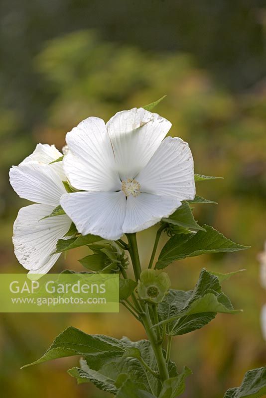 Hibiscus moscheutos