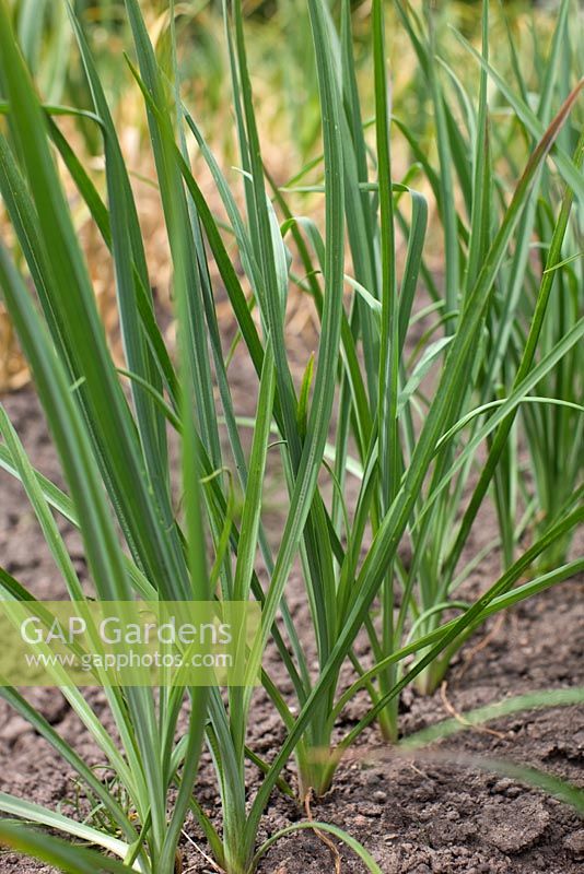 Salsify