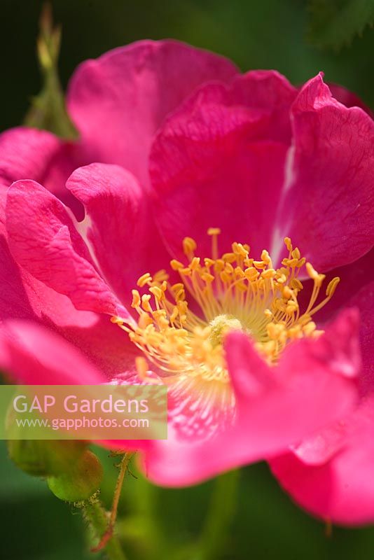 Rosa gallica splendens 'Frankfurt'