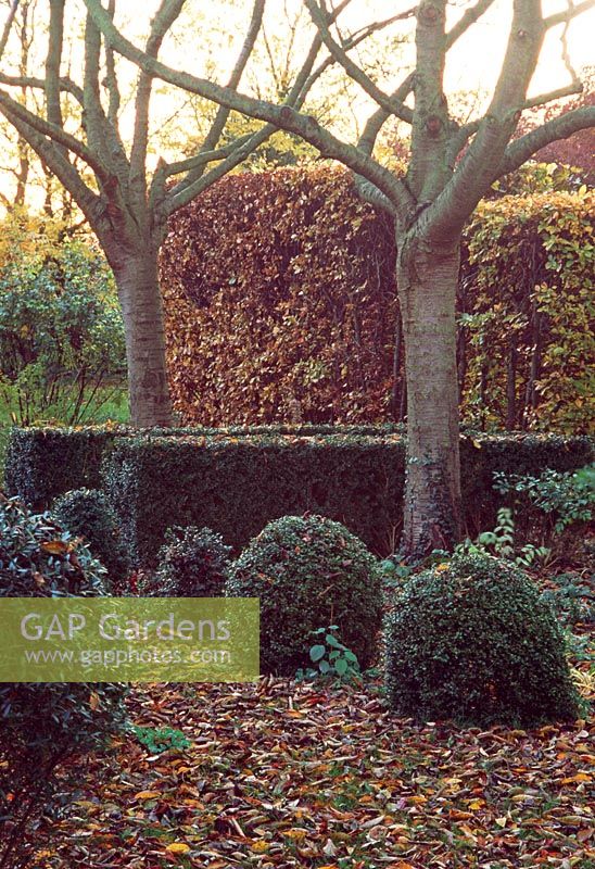 Winter garden with topiary backed by Fagus - Beech hedge and deciduous trees