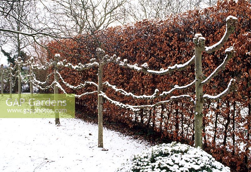 Pleached lime trees forming boundary in winter garden backed by Fagus - Beech hedge